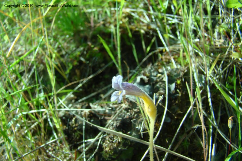 Orobanche uniflora, C. Davidson 11378--Idaho. Idaho Co. Salmon River. Polly Bemis Ranch. 27 May 2009. 035.jpg
