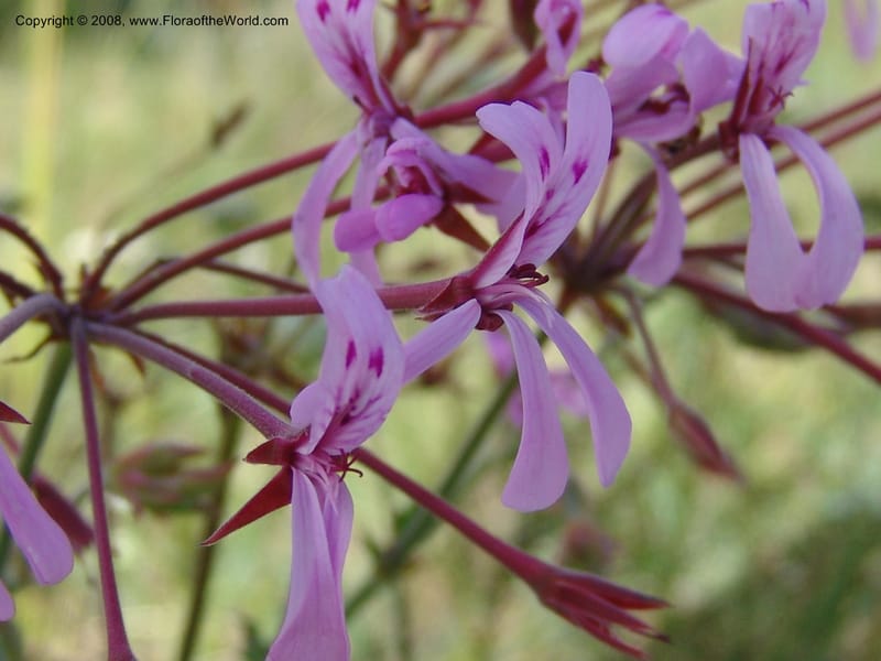 Pelargonium--So.Africa. E. Cape. Moonstone Farm, Quanti Area, Stut. 8 Mch 05. 071.jpg