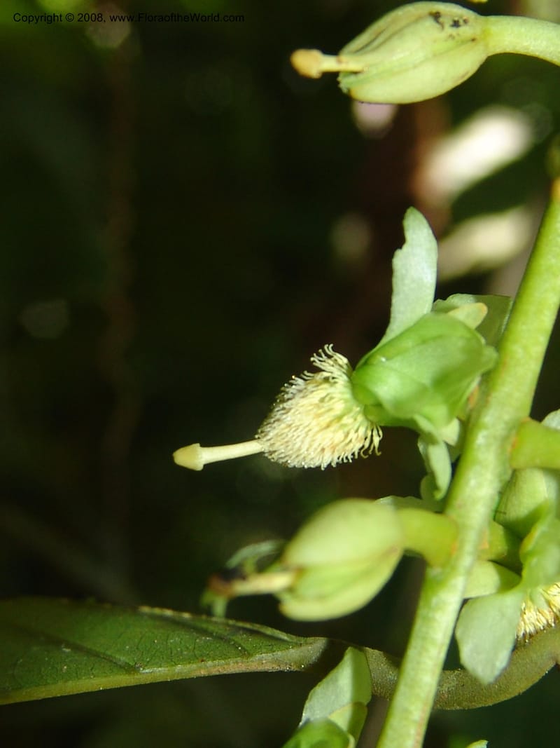 Marila laxiflora, AAraujoM1248--Bolivia. Pq. Nac. Madidi. Chalalan, Send. Anta. 30 Nov 04. 216.jpg