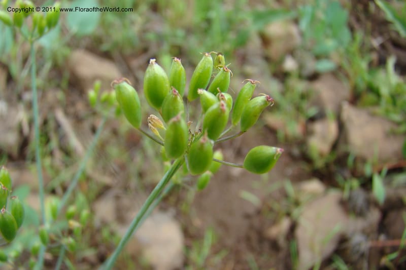 Lomatium nudicaule, C. Davidson 11435--Idaho. Adams Co. Smokey Boulder Rd. 6 June 2009. 322.jpg