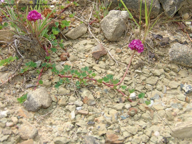 Trifolium burchellii--So.Africa. E. Cape. R56 E of Elliot.10 Mch 05. 379.jpg
