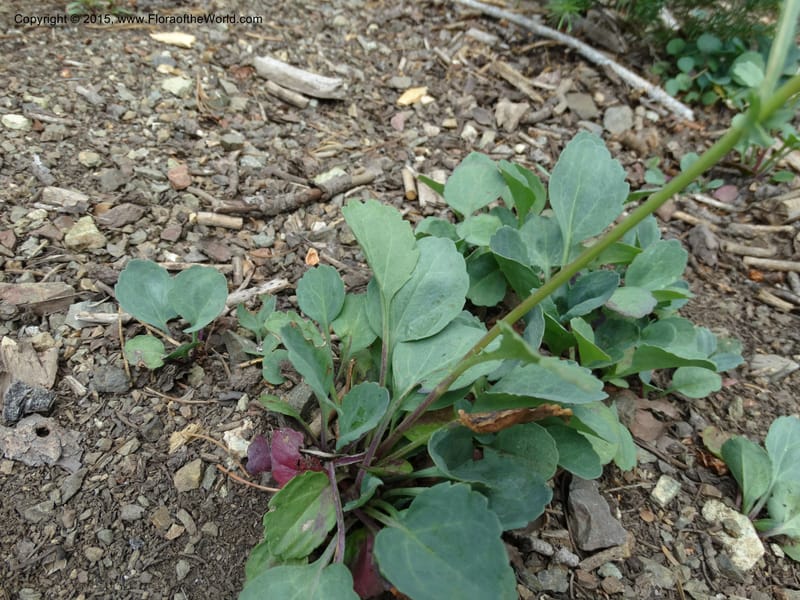 Senecio cymbalarioides, Davidson, C 12633--ID. Idaho Co. Seven Devils Campground. 11 Aug 2014. DSC00412 (96).JPG