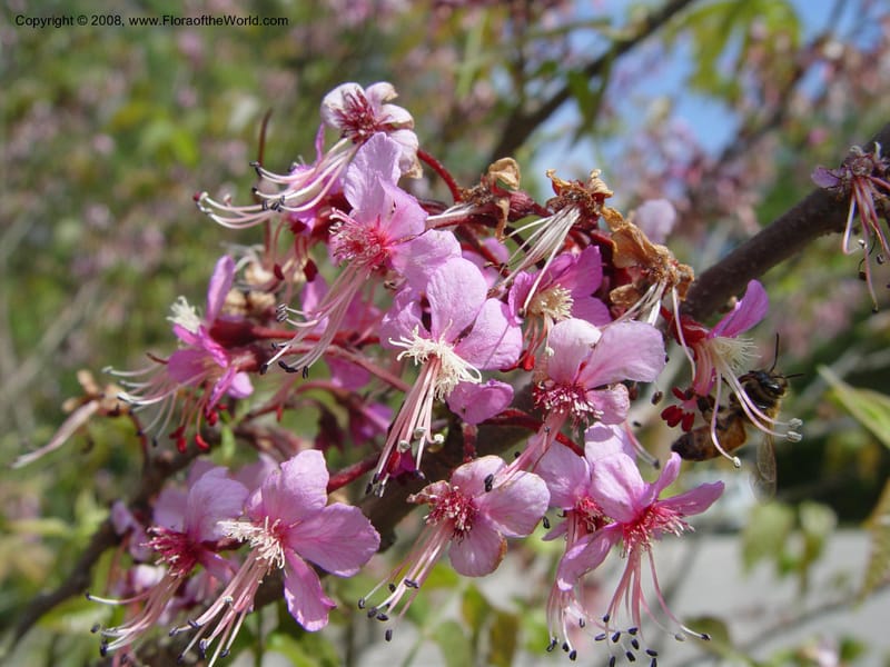 Ungnadia speciosa--TX. Humble. Mercer Garden. 20 Mch 04. 002.jpg