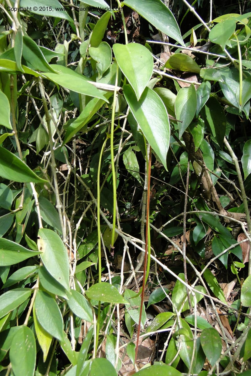 Aeschynanthus, Regalado 1870--Viet Nam. Thac Kazan waterfall. 10 May 2011. 266 (17).jpg
