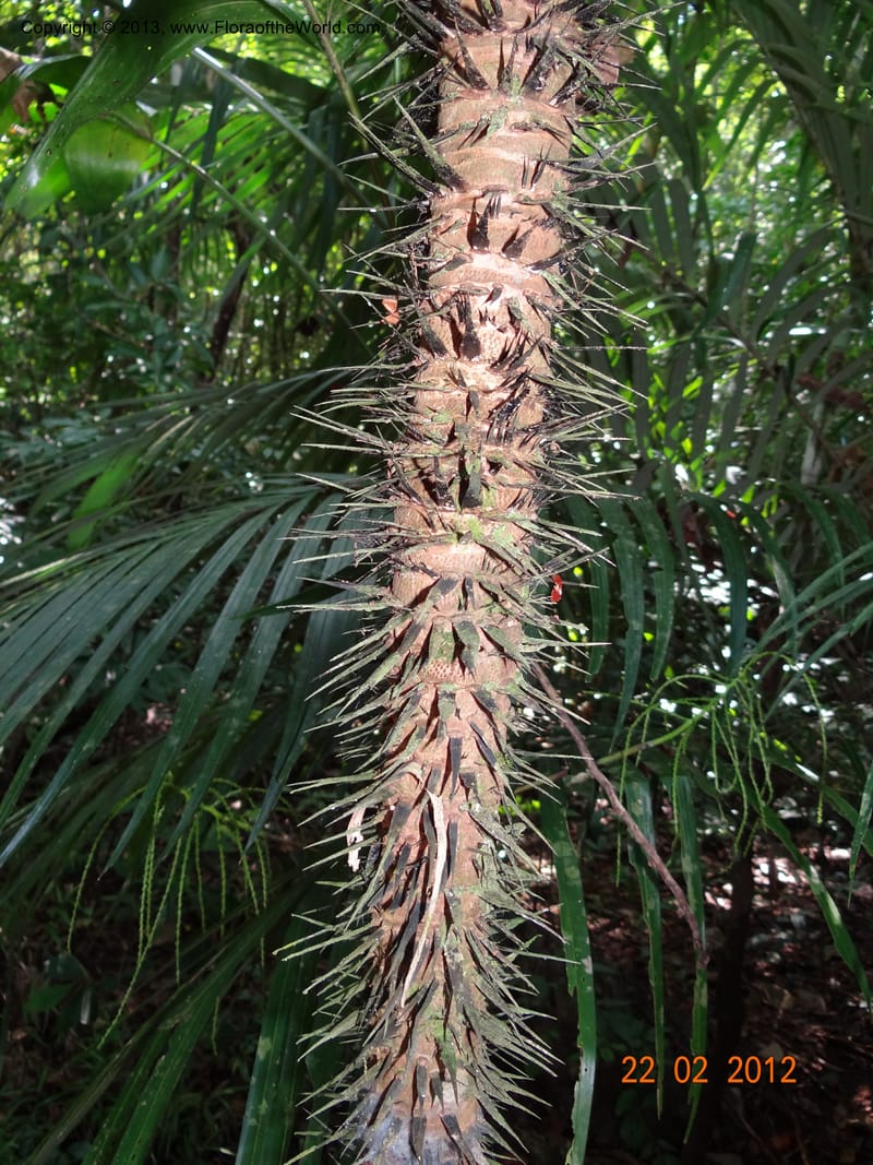 Astrocaryum mexicanum, Lopez-Cruz, A 1447--Mexico, Chiapas, El Ocote, rio de la Venta 22 Feb 2012  3762 (6).JPG