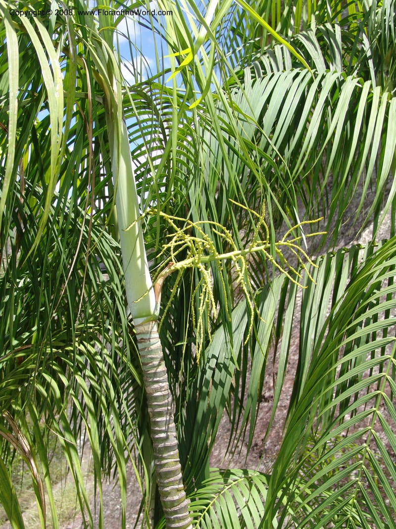 Dypsis, not coll.--Madag. Prov. Fianar. Parc Nat. Isalo. 12 Jan 06. 256.jpg