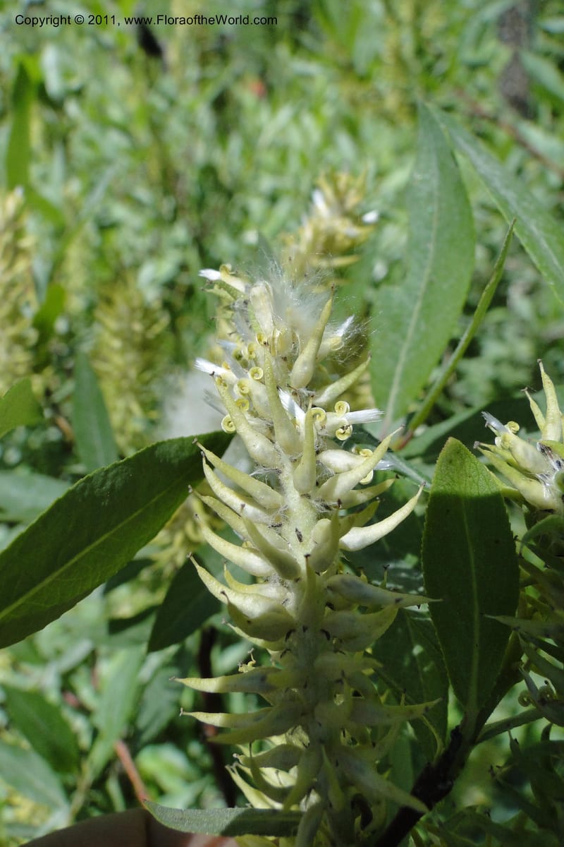 Salix, Davidson, C 11870--Idaho. Idaho Co. Warren Wagon Rd. 8 July 2011. 074 (11).jpg