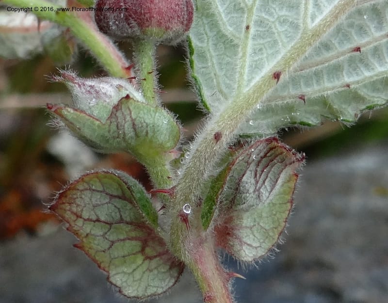 Rubus, Ulloa, C 2384--Ecuador. Azuay. Matanga. 2 Oct 2012. DSC06351 (318).JPG