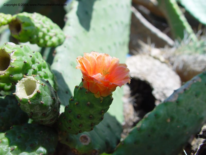 Opuntia moniliformis--FL. Fairchild Trop. Gard. 7 Apr 03. 074.jpg