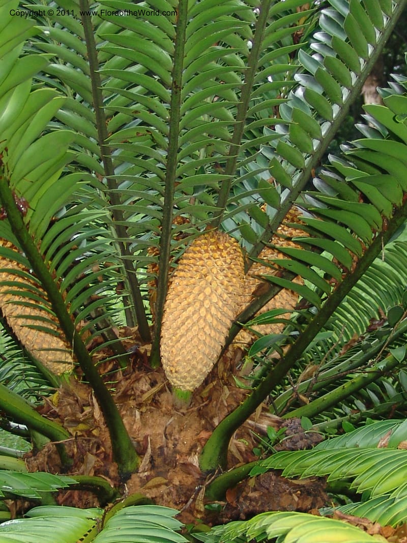 Encephalartos natalensis--So.Africa. Lowveld Nat. Bot. Gard. 14 Mch 05. 021.jpg