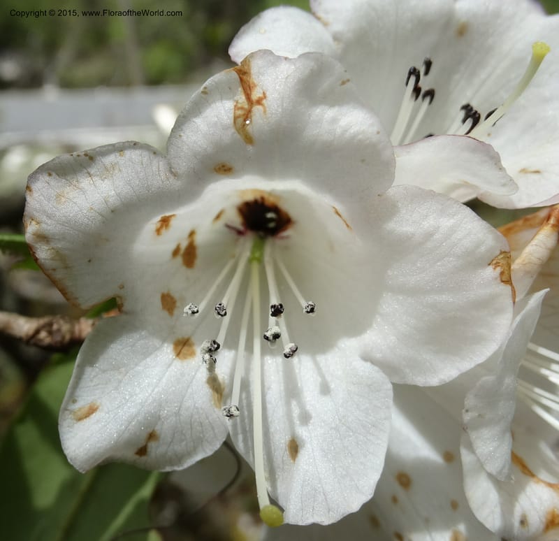 Rhododendron, Boufford, D 43643--China. Sichuan. XiaYingShan to XiangZhai. 10 May 2014. DSC05109 (145).JPG