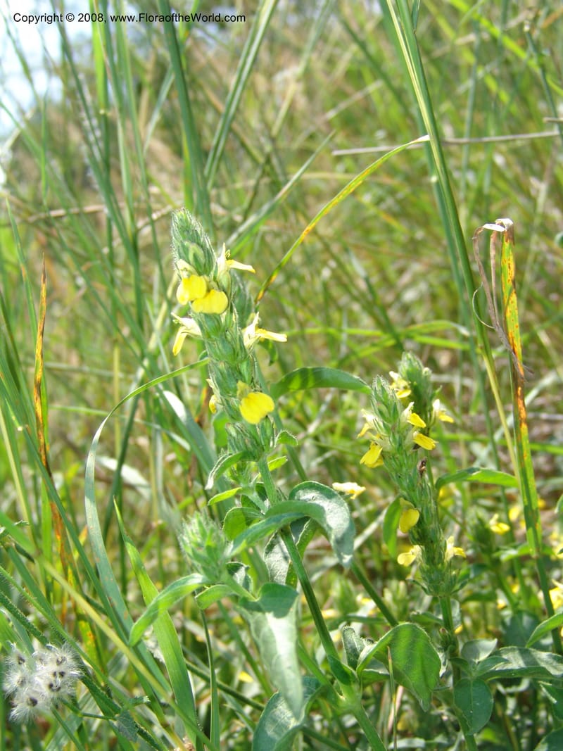 Justicia flava--So.Africa. Mpumal. S of Burgersfort. 16 Mch 05. 205.jpg