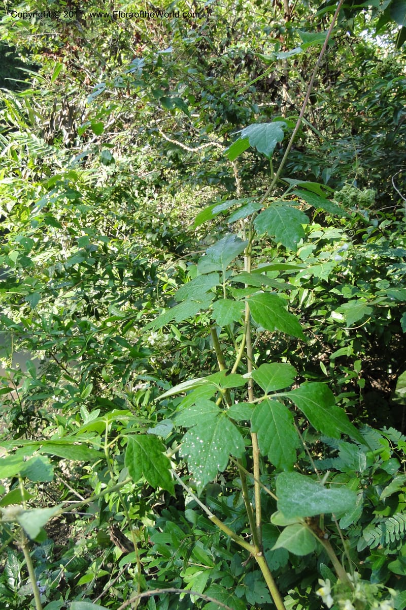 Urvillea, W. D. Stevens 31269--Paraguay. Edo. Concepcion. Esta. Garay Cue. 20 Mar 2011. 008 (10).jpg