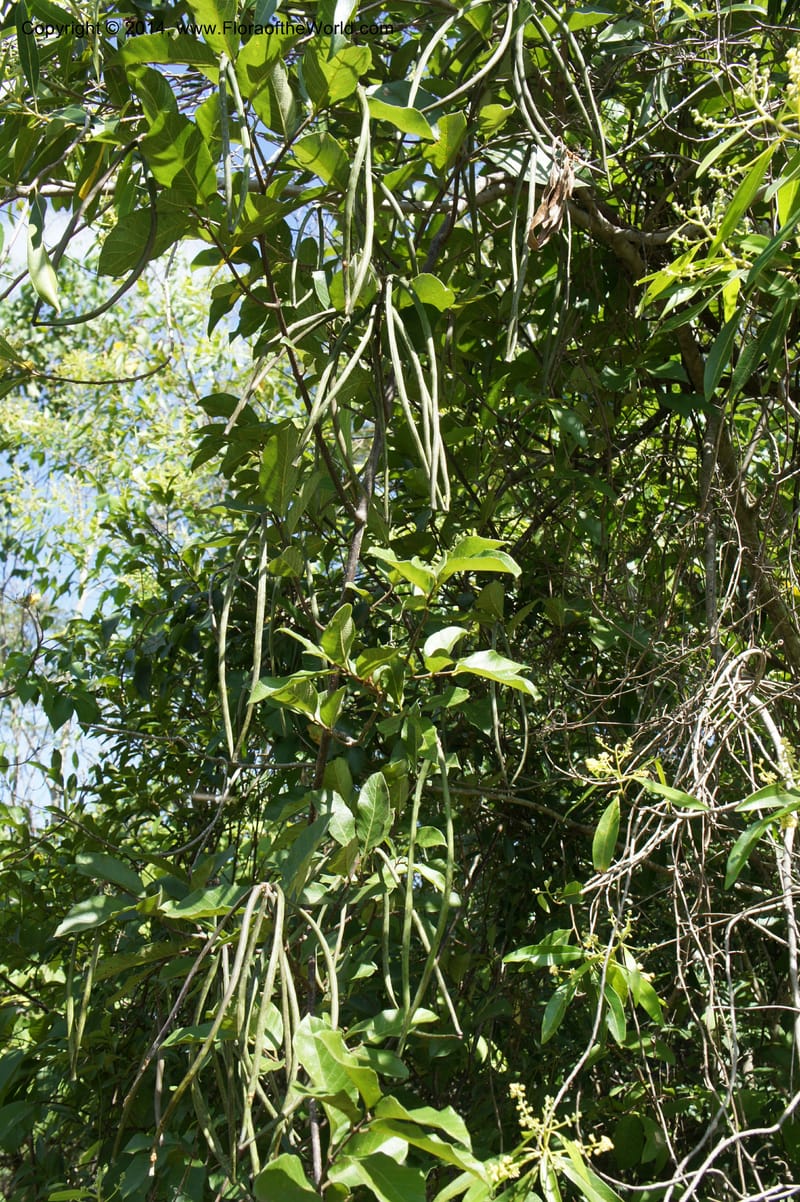 Forsteronia pubescens, Stevens,  W. D 31127, Cerro Cora, 16 Mar 2011 4174 (15).JPG