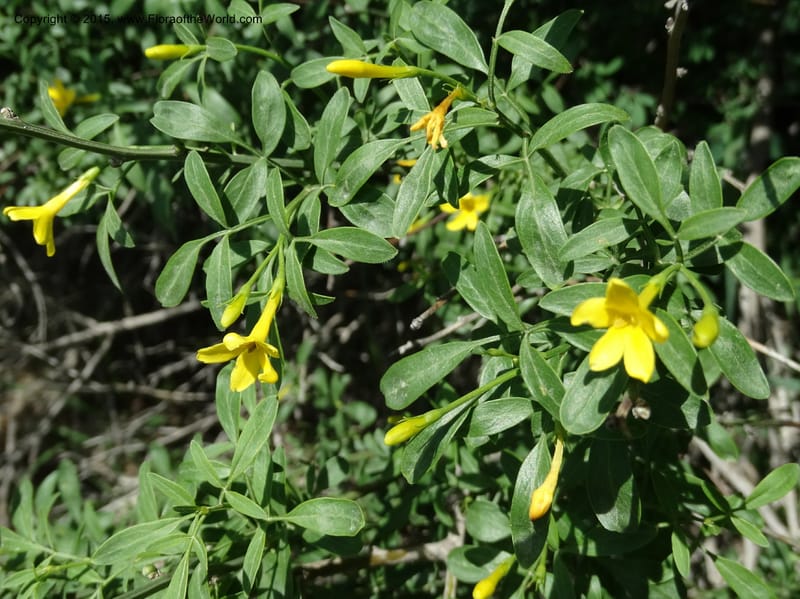 Jasminum fruticans, Davidson, C 12467--Georgia (Caucasus). Shio Mgvime. 7 Jun 2014. DSC07779 (176).JPG