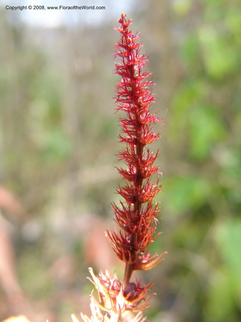 Acalypha, AAraujoM2966-Bolivia. N of Apolo. Rio Machariapu. 18 Sep 06.  265.jpg