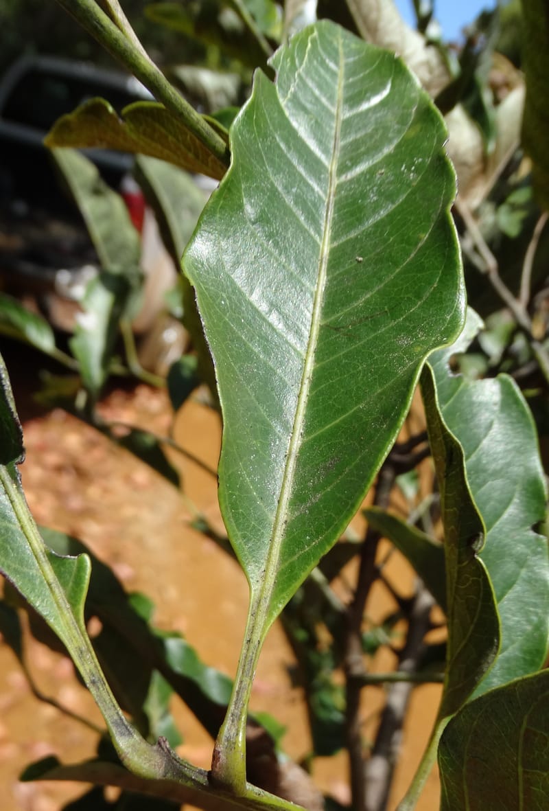 Lepidocupania lepidota, Callmander, M 1239--New Caledonia. Mont Dzumac. 12 Nov 2015. DSC01563 (364).JPG