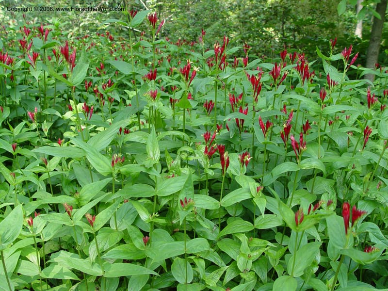Spigelia marilandica--DE. Mt. Cuba Center. 24 Jun 03. 030.jpg