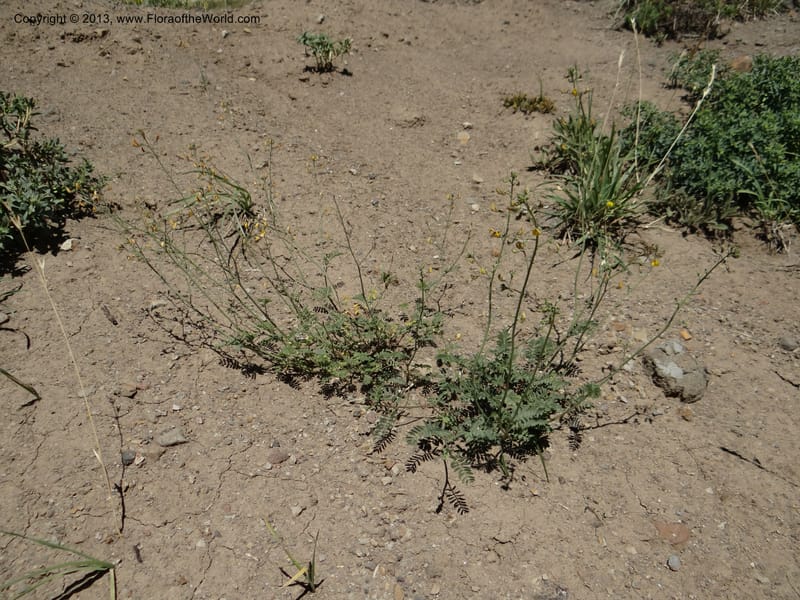Adesmia, WDS 34191--Chile. Cta. 115. La Laguna. 22 Feb 2013. DSC02595 (74).JPG
