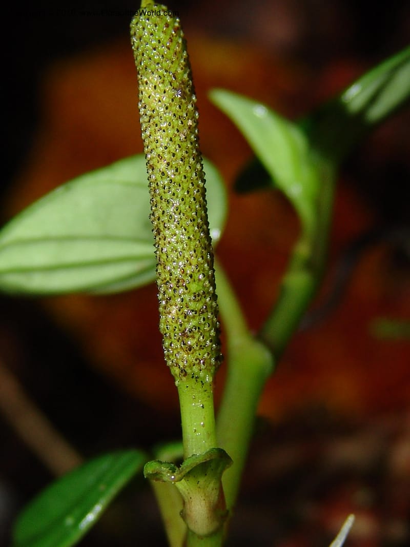 Peperomia, Croat 95709--Ecuador. Maquipucuna Biol. Res. Send. Princip. 11 Mar 06. 059 (2).jpg