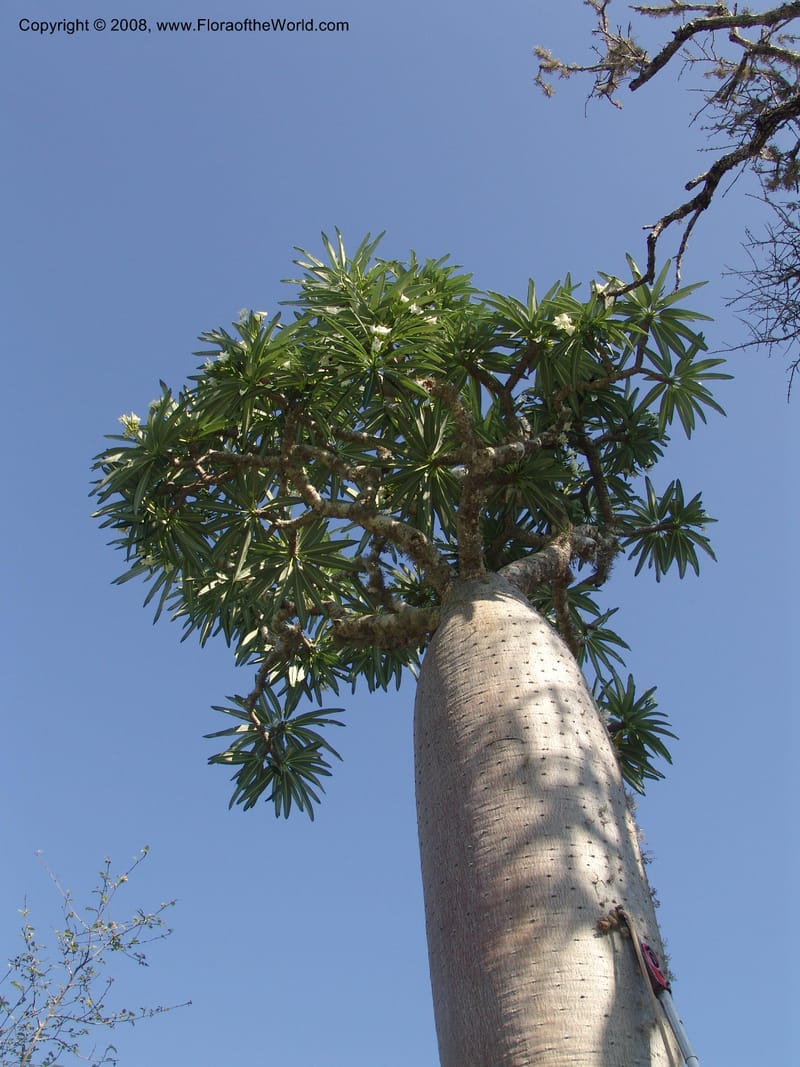 Pachypodium mikea, Z.Rogers880--Madag. Prov. Toleara. Ifaty, Village Tortues. 15 Jan 06. 138.jpg