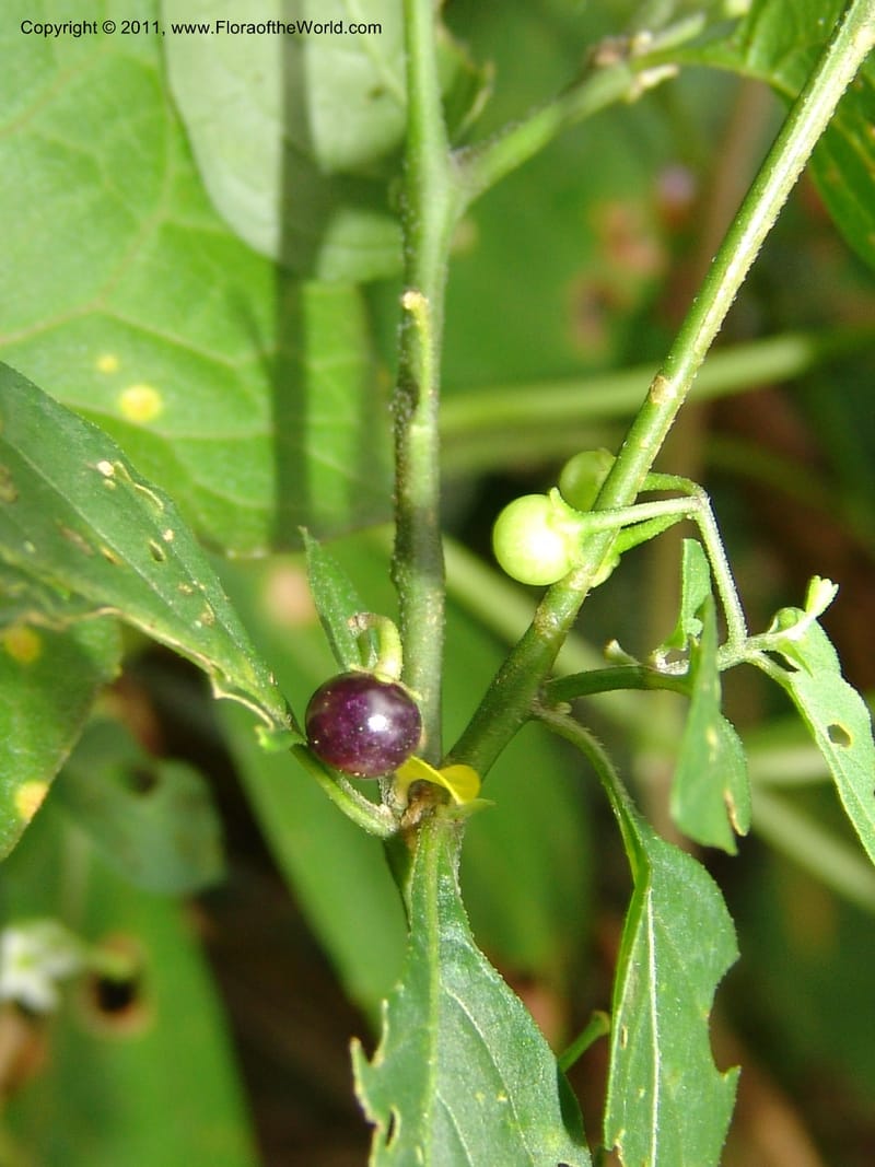 Solanum americanum, AAraujoM3107--Bolivia. Pq. Nal. Madidi. Rio Yariapo, 4 km E of Chalalan. 25 Sep 06. 153 (6).jpg