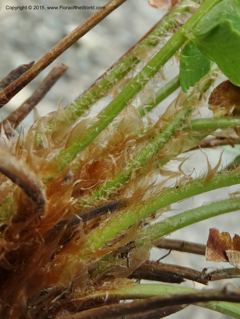 Polystichum scopulinum, Davidson, C 12631--ID. Idaho Co. Seven Devils Campground. 11 Aug 2014. DSC00412 (58).JPG