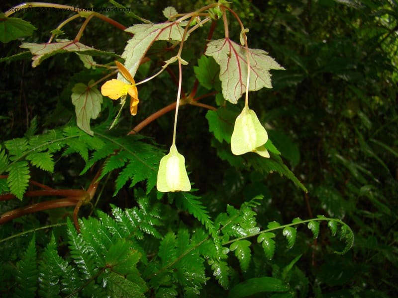 Begonia sutherlandii, RGereau7014--Tanz. Mbeya Rural Distr. Ngozi Crater. 26 Jan 08. 211.jpg