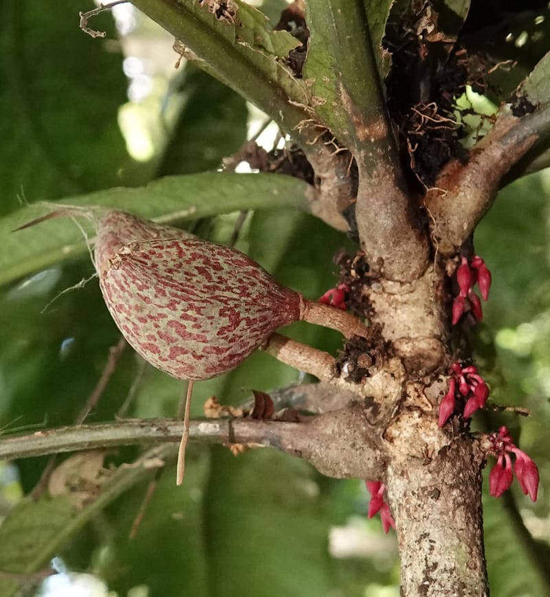 Allexis cauliflora, C. Davidson 13958--Gabon. Arb. Sibang. 5 Nov. 2018. DSC02235 (122).JPG