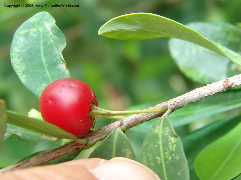 Erythroxylum delagoense--So. Africa. Lowveld Nat. Bot. Gard. 2. 14 Mch 05. 002.jpg