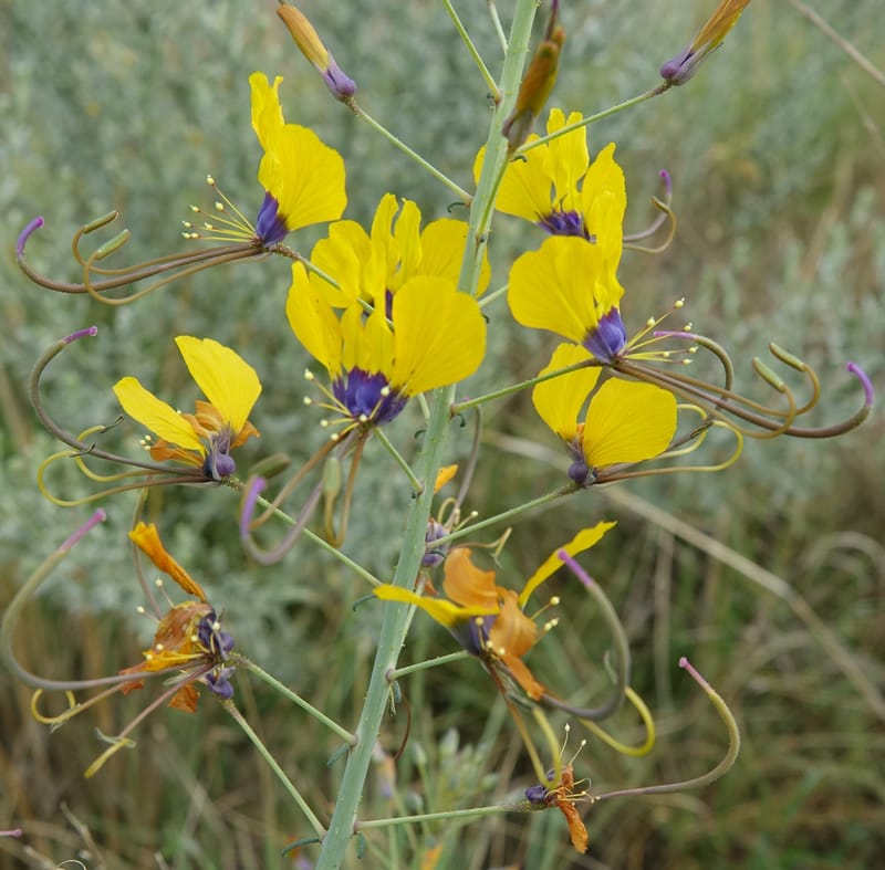 Cleome angustifolia subsp. diandra, L. Nanyeni 1140--Namibia. Avis Dam. 15 Mar 2018. DSC00541 (2).JPG