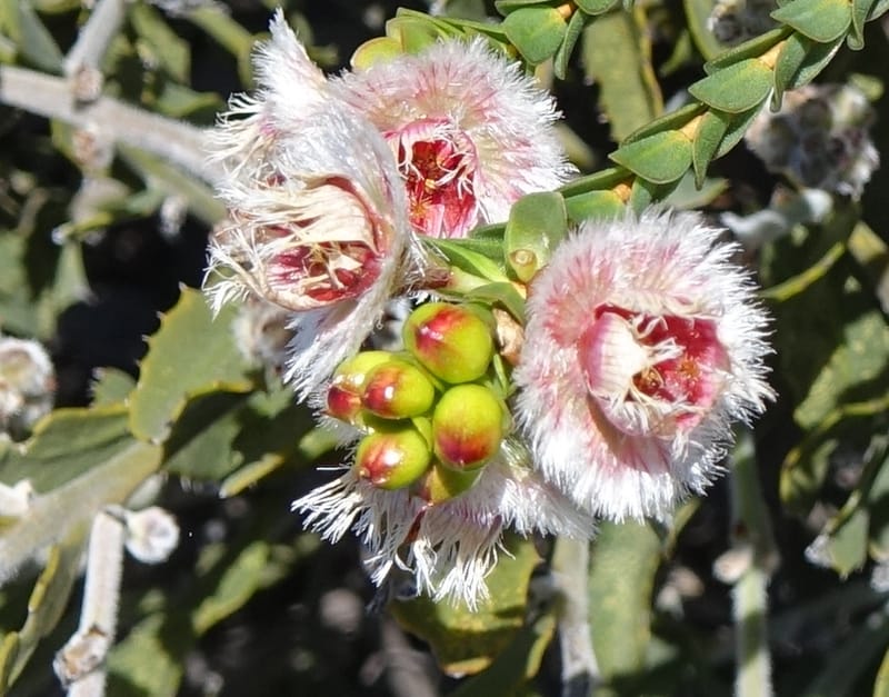 Verticordia ovalifolia, Davidson, C 13408--Australia. W.A. Badingara Tavern Jct. 23 Oct 2016. DSC04482 (78).JPG