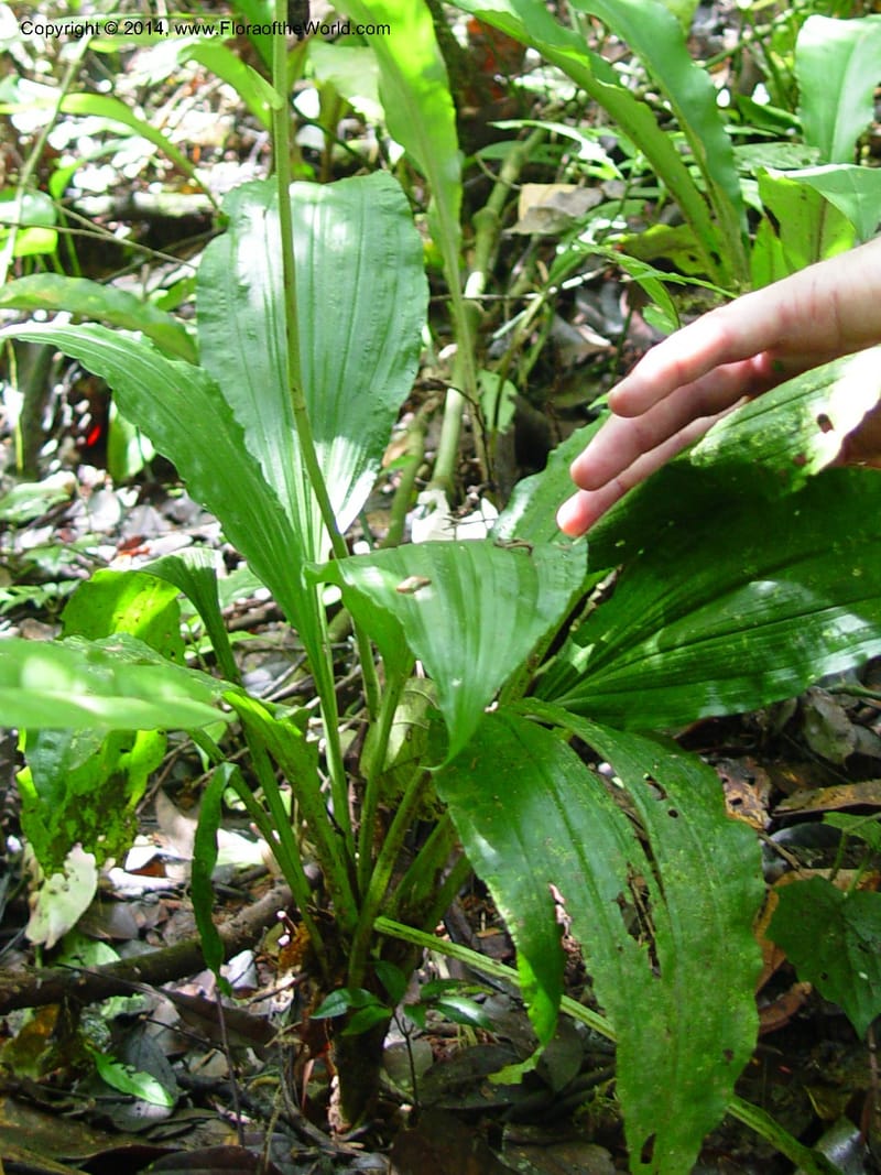 Calanthe sylvatica cf--Cameroon. Mt. Cameroon. 5 Dec 03. 066a (2).jpg