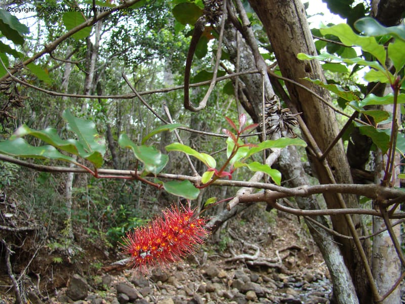 Geissois, JMunzinger4685--N.Caled. RT 1, Avangui For., Hervrouet Cr. 12 Nov 07. 054.jpg