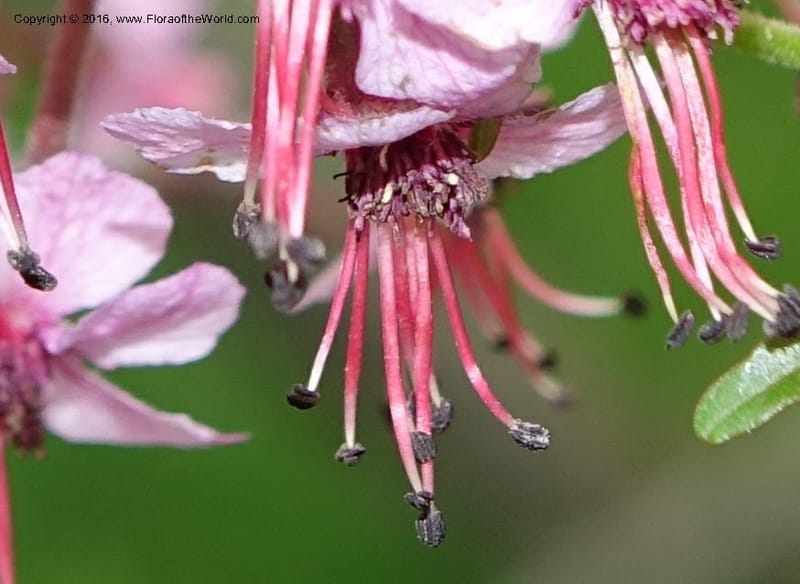 Ungnadia speciosa, Davidson, C 13072--Texas. Galveston. 18 Mar 2016. DSC00038 (62).JPG