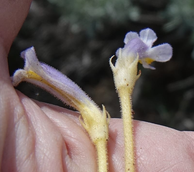 Orobanche uniflora, C. Davidson 13560, C. Davidson 13560--ID. Blaine Co. Rock Creek Preserve. TNC. 14 May 2017. DSC00477 (47).JPG