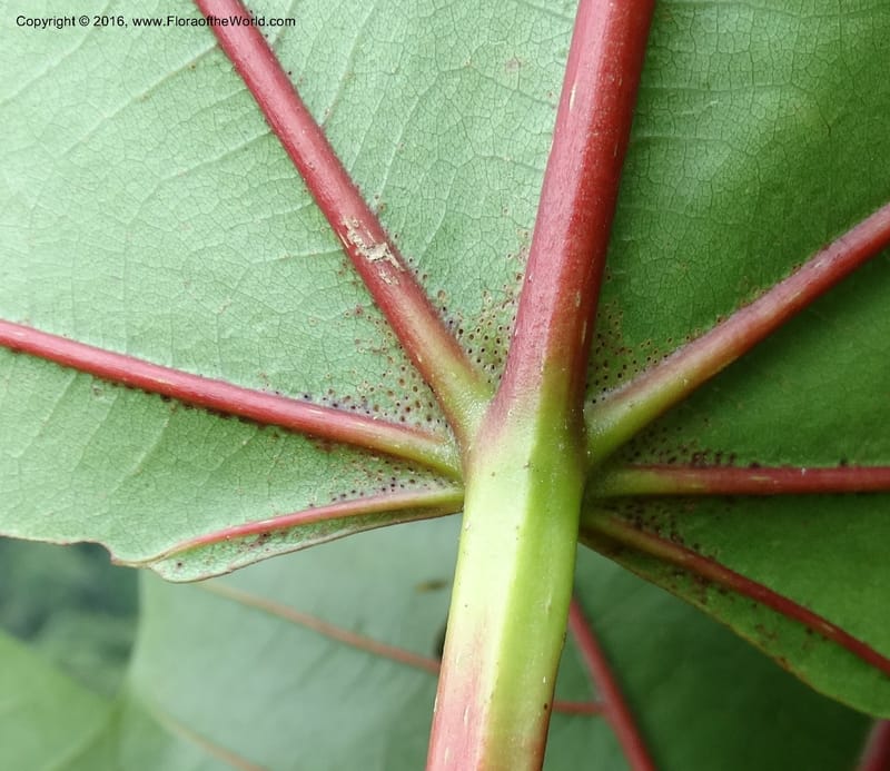 Octomeles sumatrana, Davidson, C 12682--Sabah. Danum Valley. 4 Oct 2014. DSC01741 (350).JPG