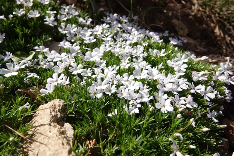Phlox caespitosa, C. Davidson 13842--ID. Shoshone Co. Freezeout Rd. FR 301. 10 Jul 2018. DSC06582 (397).JPG