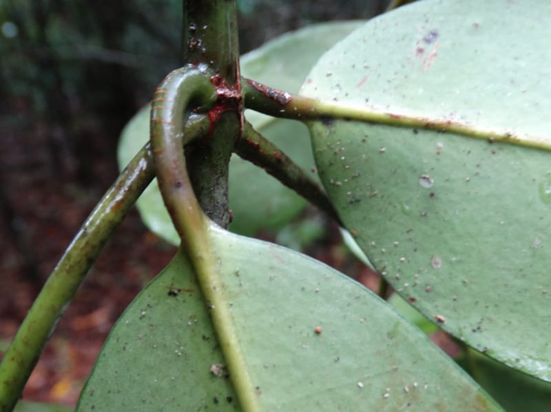 Garcinia, Lowry, P 7407--New Caledonia. Creek Hervouet. 19 Nov 2015. DSC03817 (104).JPG