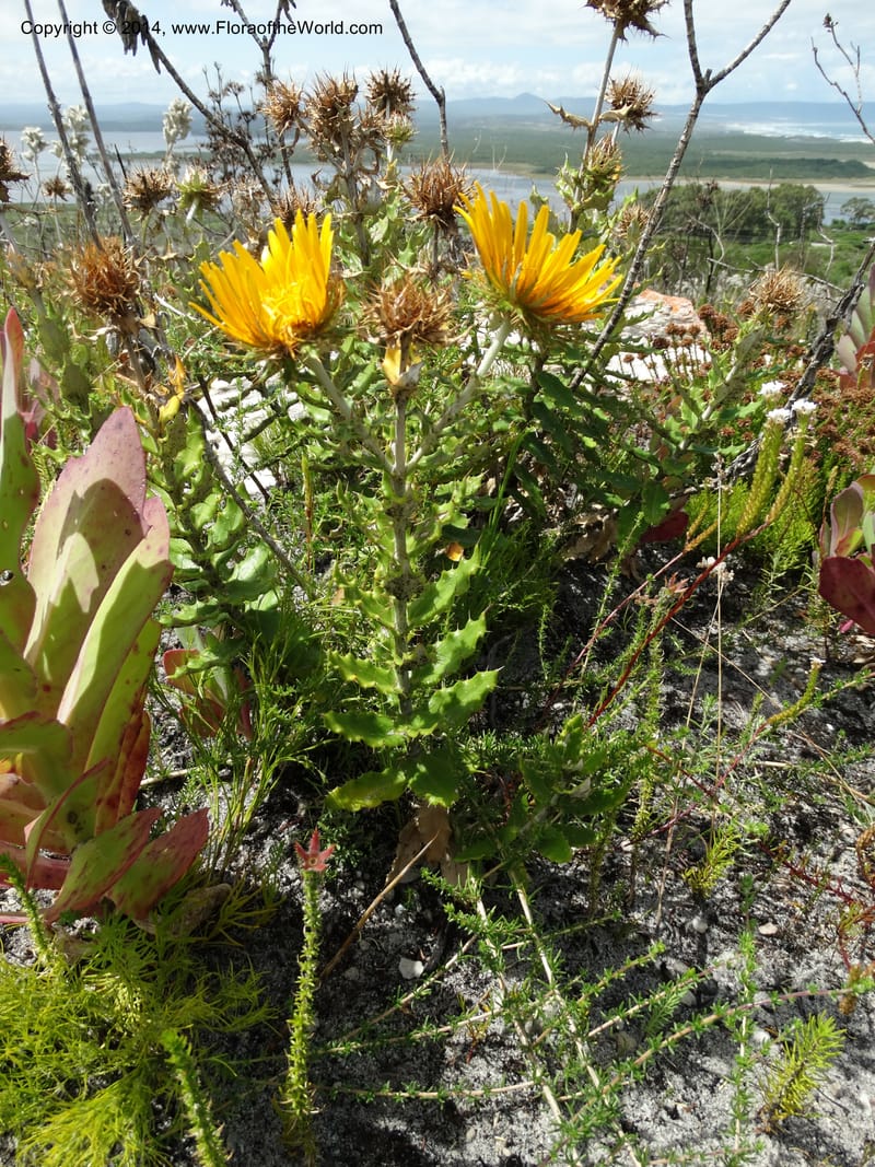 Berkheya barbata, Davidson, C 12314--South Africa. Western Cape. E. side, Fernkloof. 24 Jan 2014. DSC01799 (96).JPG