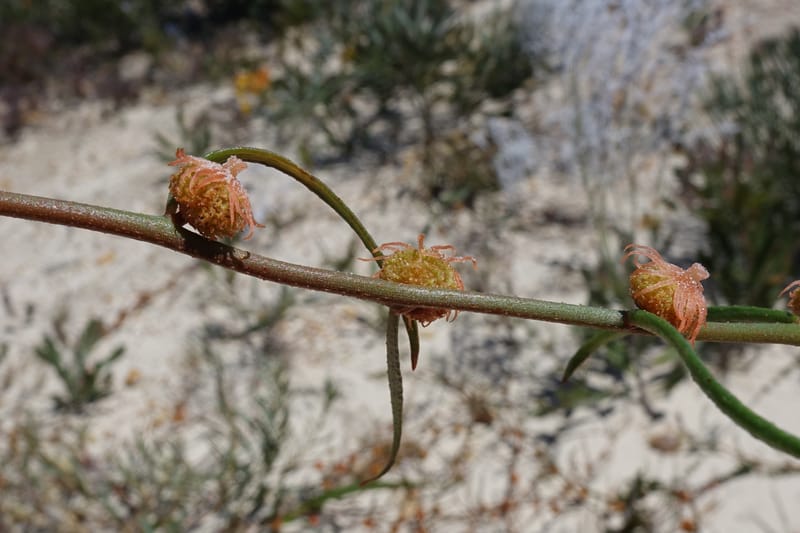 Tersonia cyathiflora, Davidson, C 13428--, Australia. W.A. Green Head-Coorow Rd. Stop 2. 24 Oct 2016. DSC04873 (87).JPG