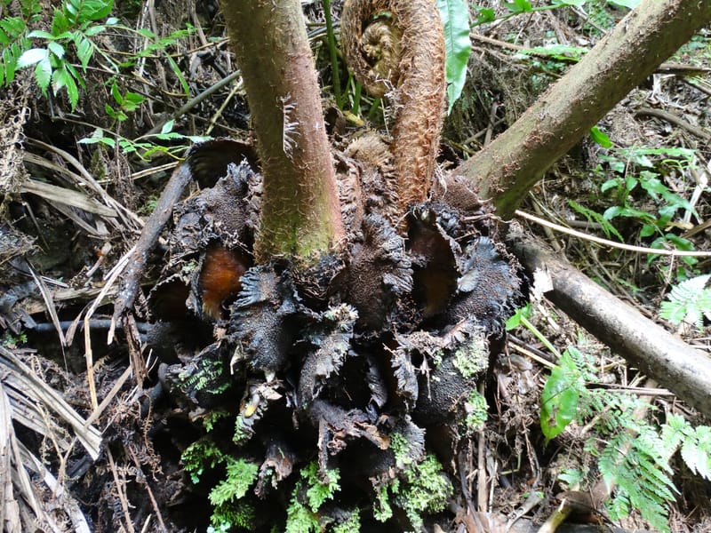 Angiopteris, Munzinger, J 7403--New Caledonia. Haute Robinson. 11 Nov. 2015. DSC00909 (311).JPG