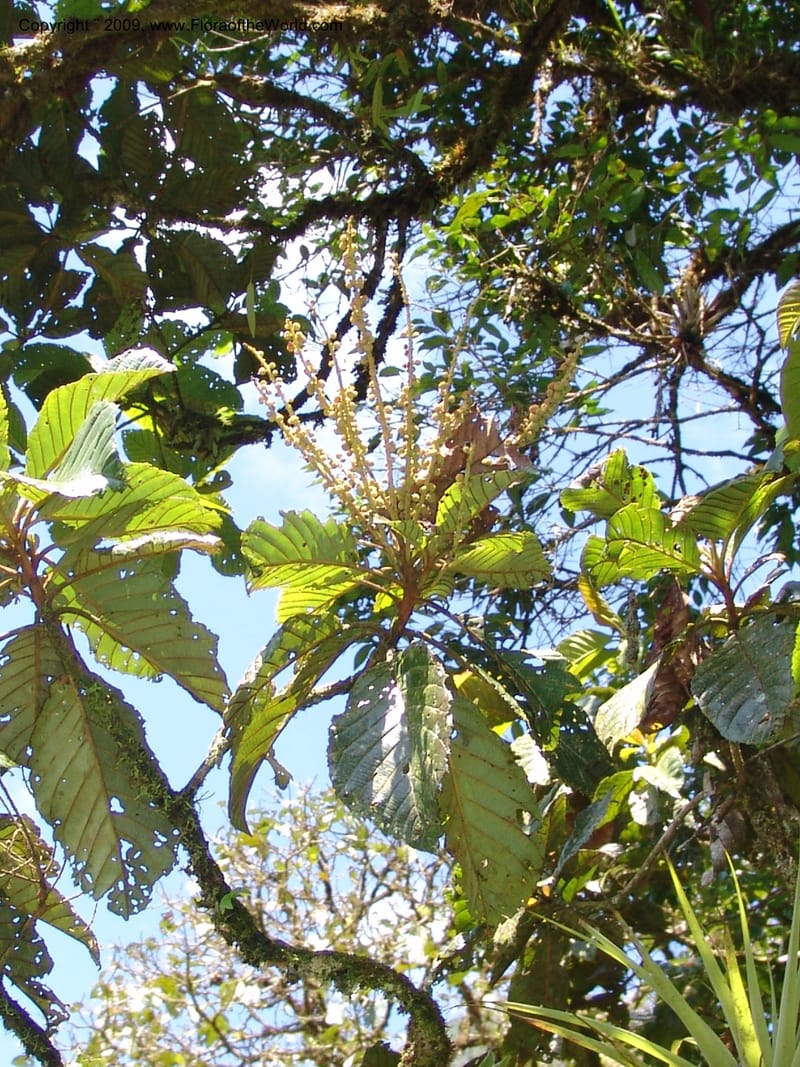 Clethra, Croat94765--Ecuador. Prov. Carchi. El Chical, twd El Carmen. 17 Feb 05.  030.jpg