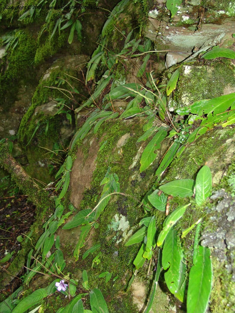 Streptocarpus rexii--So.Africa. E. Cape. Waringham Farm, Quanti Area, Stut. 8 Mch 05. 206.jpg