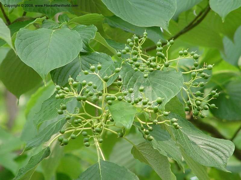 Cornus controversa--CT. Hamden. Broken Arrow Nursery. 27 Jun 03. 022.jpg