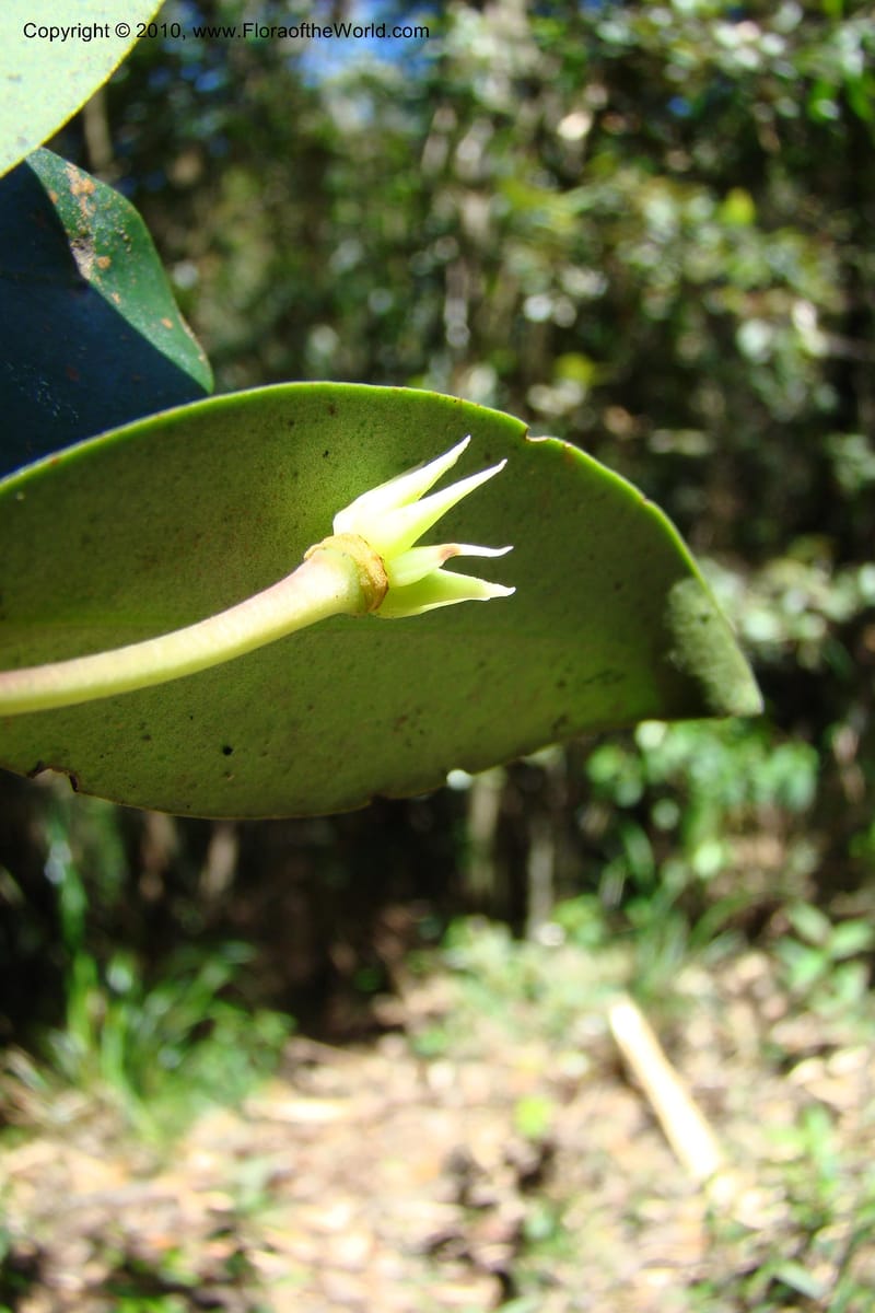 Illicium, Regalado 1743--Viet Nam. Thua Thien Hue Prov. Phu Loc Distr. Bach Ma. 13Apr 09. 254.jpg