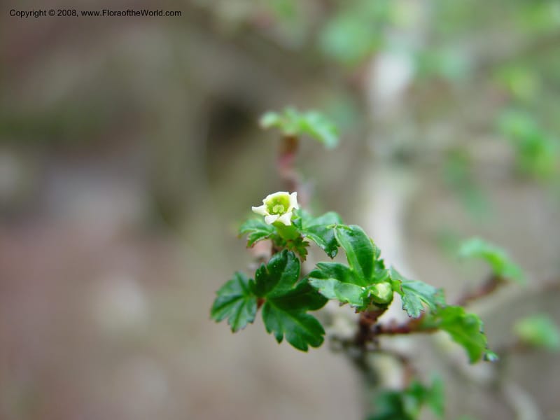 Ribes fasciculatum var. chinense. 80.1454--CA. UC Berkeley Bot. Gard. 11 Feb 03. 002.jpg