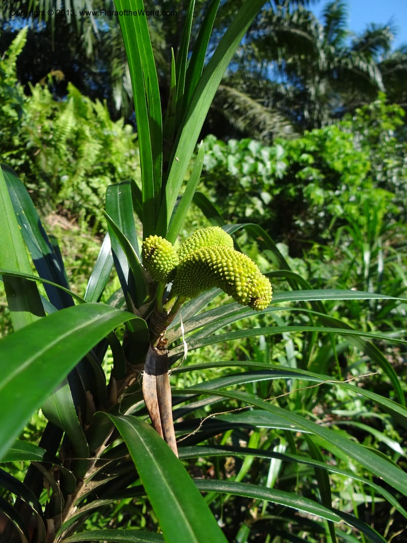Freycinetia robinsonii var. meijeri, Callmander 1031--Malaysia. Sabah. Tahan Niaga Plantation. 8 Apr 2012. DSC07609 (46).JPG