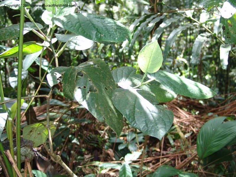Piper, DNeill15925--Ecuador. Prv. Zam. Ch. C del Condor. Wawaime plot. 22 Sep 07. 148.jpg