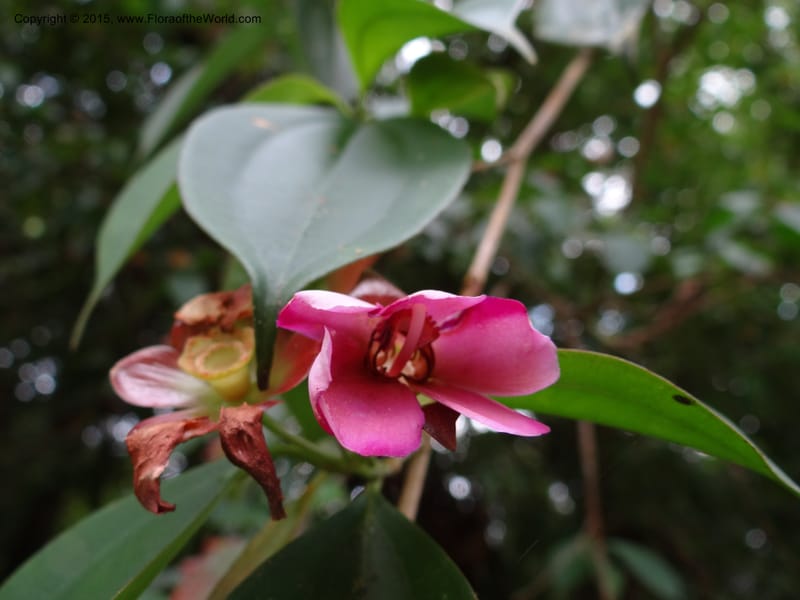 Blakea, Hammel 26104--Costa Rica. Road into Ranchos Tinamu. 3 Mar 2012. DSC03548 (74).JPG